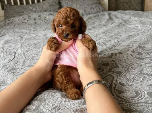 Çok Nadir Red Brown Mini Toy Poodle Bebekler görsel