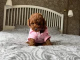 Çok Nadir Red Brown Mini Toy Poodle Bebekler