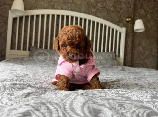 Çok Nadir Red Brown Mini Toy Poodle Bebekler görsel