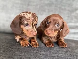 Irkının Nadide Güzellikteki Dachshund Sosis Yavruları