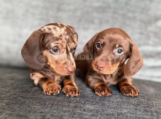 Irkının Nadide Güzellikteki Dachshund Sosis Yavruları görsel