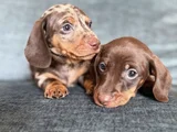 Irkının Nadide Güzellikteki Dachshund Sosis Yavruları