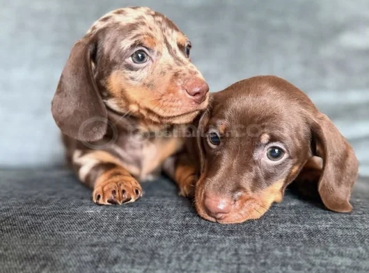 Irkının Nadide Güzellikteki Dachshund Sosis Yavruları görsel