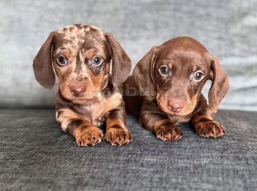 Irkının Nadide Güzellikteki Dachshund Sosis Yavruları