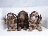 Kısa Bacaklı Oyuncu Ve Sevecen Sosis Köpekler