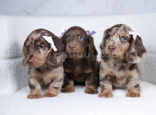 Kısa Bacaklı Oyuncu Ve Sevecen Sosis Köpekler
