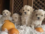 Koku Yapmayan Büyümeyen Maltipoo Dizayn Irk