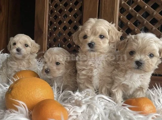 Koku Yapmayan Büyümeyen Maltipoo Dizayn Irk