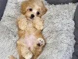 Koku Yapmayan Büyümeyen Maltipoo Dizayn Irk