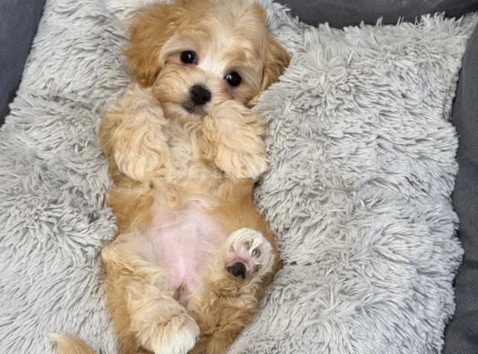 Koku Yapmayan Büyümeyen Maltipoo Dizayn Irk görsel