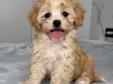 Koku Yapmayan Büyümeyen Maltipoo Dizayn Irk