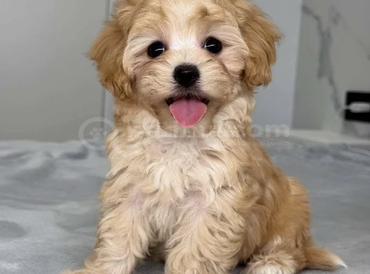 Koku Yapmayan Büyümeyen Maltipoo Dizayn Irk görsel