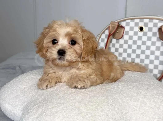 Koku Yapmayan Büyümeyen Maltipoo Dizayn Irk görsel