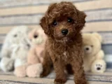 Kızıl Kahve Toy Boy Poodle Güzellikler