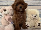 Kızıl Kahve Toy Boy Poodle Güzellikler