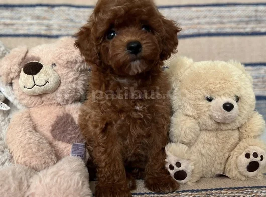 Kızıl Kahve Toy Boy Poodle Güzellikler görsel