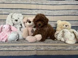 Kızıl Kahve Toy Boy Poodle Güzellikler