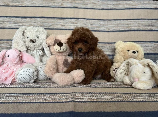 Kızıl Kahve Toy Boy Poodle Güzellikler görsel
