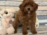 Kızıl Kahve Toy Boy Poodle Güzellikler