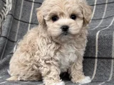 Tüy Dökmeyen Aile Dostu Minik Maltipoo Bebekler