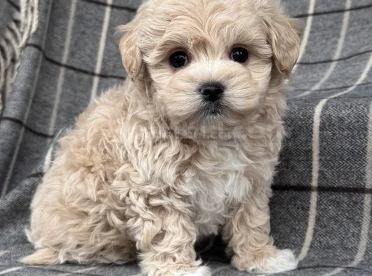 Tüy Dökmeyen Aile Dostu Minik Maltipoo Bebekler