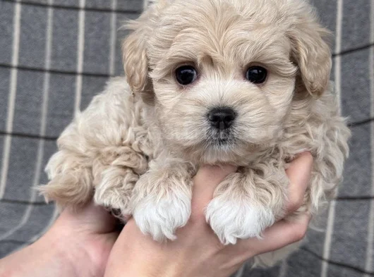 Tüy Dökmeyen Aile Dostu Minik Maltipoo Bebekler görsel