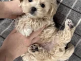 Tüy Dökmeyen Aile Dostu Minik Maltipoo Bebekler