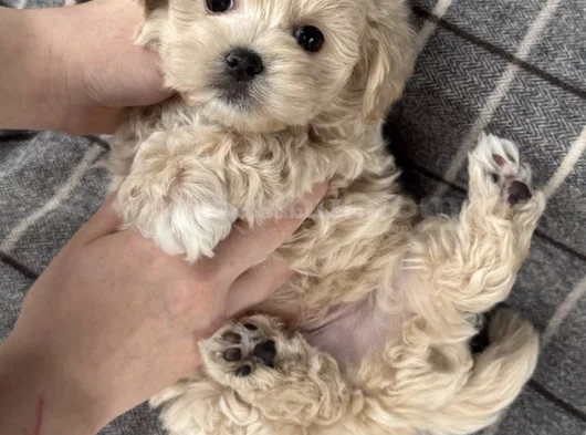 Tüy Dökmeyen Aile Dostu Minik Maltipoo Bebekler görsel