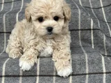 Tüy Dökmeyen Aile Dostu Minik Maltipoo Bebekler