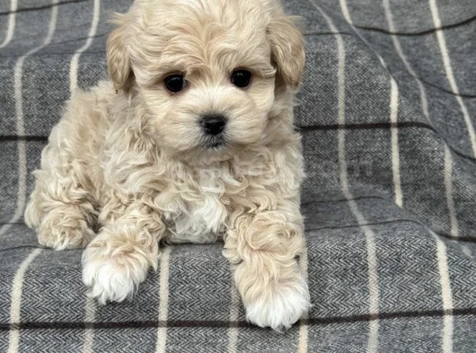 Tüy Dökmeyen Aile Dostu Minik Maltipoo Bebekler görsel