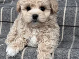 Tüy Dökmeyen Aile Dostu Minik Maltipoo Bebekler