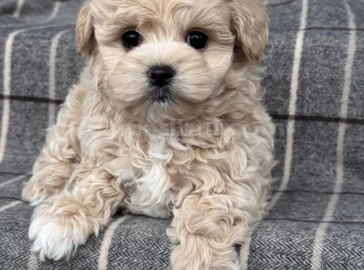 Tüy Dökmeyen Aile Dostu Minik Maltipoo Bebekler görsel
