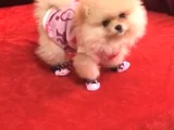 Safkan Orjinaş Pomerian Bo