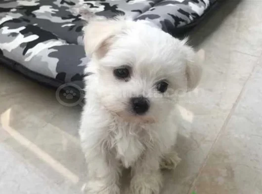 A Kalite Maltese Terrier Yavrularımız