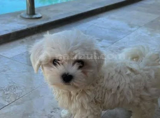 A Kalite Maltese Terrier Yavrularımız görsel