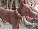 Kızıl Doberman