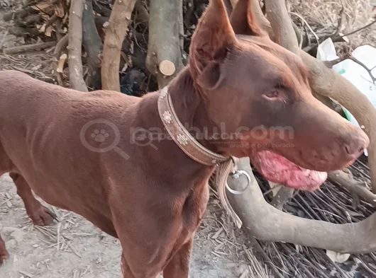 Kızıl Doberman görsel