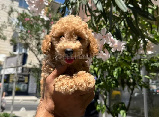 Apricot Toy Poodle Aşılı Ped Eğitimli Uygun Fiyatlı görsel