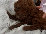 Kore Ömür Boyu Irk Ve 14 Gün Sağlik Garanti̇li̇ Kivircik Bebek