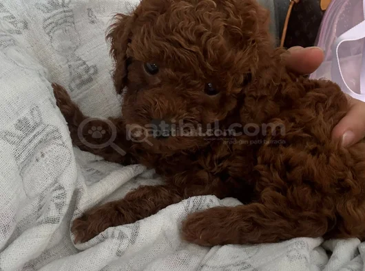 Kore Ömür Boyu Irk Ve 14 Gün Sağlik Garanti̇li̇ Kivircik Bebek görsel