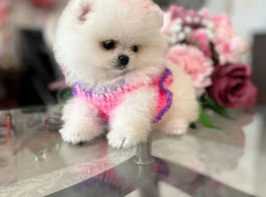 Kar Beyaz 2 Dişi Pomer Boo görsel