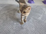 Kedilerimi Ücretsiz Sahiplendirmek Istiyorum