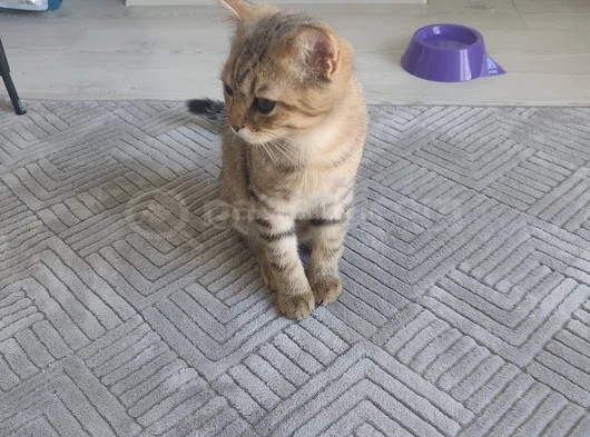 Kedilerimi Ücretsiz Sahiplendirmek Istiyorum görsel
