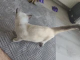 Kedilerimi ücretsiz sahiplendirmek istiyorum