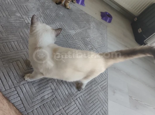 Kedilerimi Ücretsiz Sahiplendirmek Istiyorum