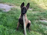 Malinois Aşkına