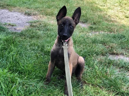 Malinois Aşkına görsel