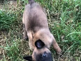 Malinois Aşkına