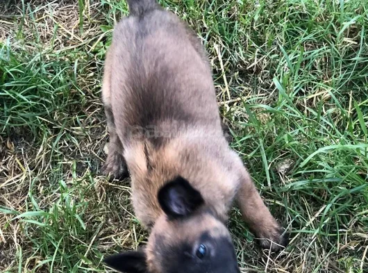 Malinois Aşkına görsel