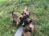 Malinois aşkına